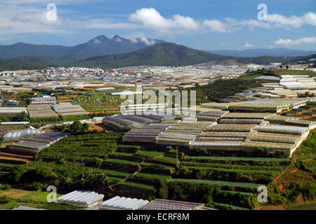 Vista delle serre utilizzate per la coltivazione di piante e ortaggi per uso domestico e per il consumo di esportazione nella da Lat bacino, Vietnam. Foto Stock