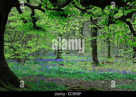 Legno Delcombe vicino a Milton Abbas, Dorset, Regno Unito nella primavera. Foto Stock