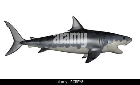 Dinosauro Megalodon in sfondo bianco- 3D render Foto Stock