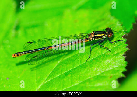 Femmina rosso grande damselfly a riposo. Maggiore Hyde Heath, Dorset, Regno Unito Giugno 2013 Foto Stock