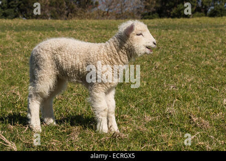 Belati little lamb Foto Stock