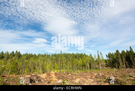 Cancella area di taglio nella foresta , Finlandia Foto Stock