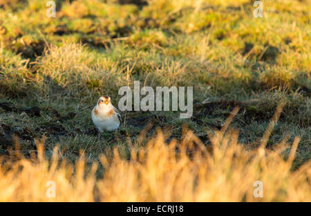 Un Snow Bunting, Plectrophenax nivalis sul vertice di Nero Combe nel distretto del lago, UK. Foto Stock