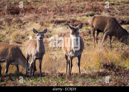 Red Deer in Glenfield Lodge Park,Leicester, Regno Unito. Foto Stock