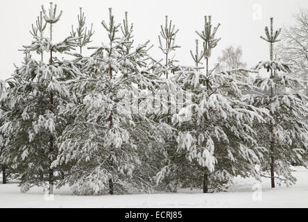 Abeti ricoperti di neve spessa in inverno Foto Stock