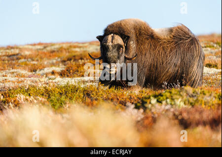 Muskox stando in piedi nelle montagne norvegesi. Foto Stock