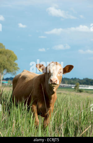 Una mandria di bovini africana Foto Stock