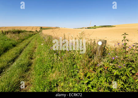 Una parte del Wessex Ridgeway percorso in corrispondenza Bratton, Wiltshire, Regno Unito. Il 24 luglio 2012. Foto Stock