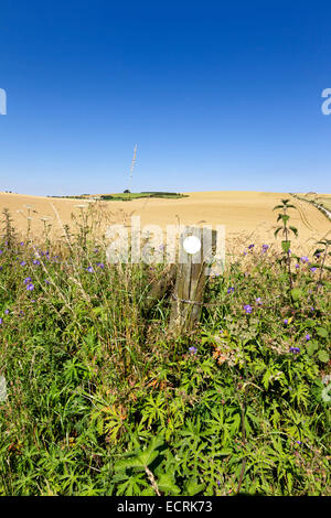 Il Wessex Ridgeway percorso in corrispondenza Bratton, Wiltshire, Regno Unito. Il 24 luglio 2012. Foto Stock