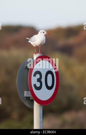 A testa nera Gull si siede su un cartello stradale. Foto Stock