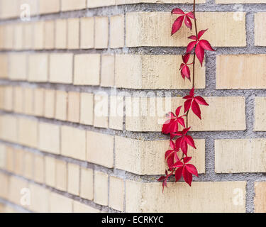 Filamento singolo di edera rossa contro un muro di mattoni Foto Stock