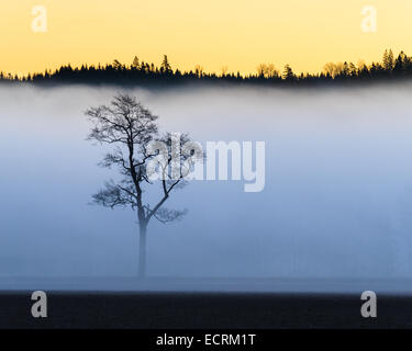 Tree coperti di fitta nebbia con una foresta dietro Foto Stock