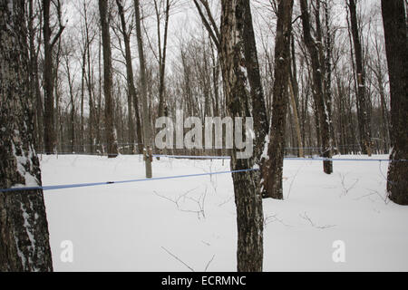 Sciroppo di acero farm in Quebec Foto Stock