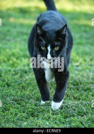 Età barn cat approcci di pet Foto Stock