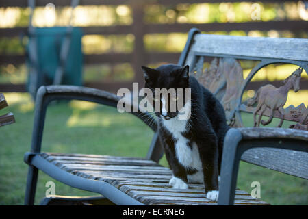 Età barn cat pet seduta sul banco di lavoro Foto Stock