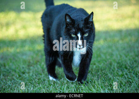 Età barn cat pet Foto Stock