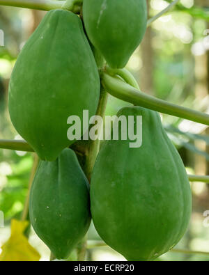 Green Papaya frutto su albero Foto Stock