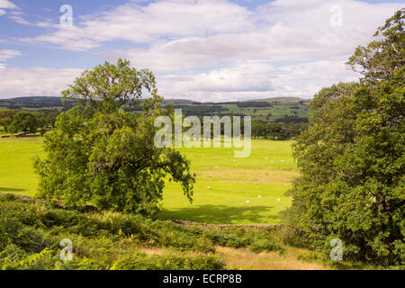 Terreni agricoli vicino a Kirkby Lonsdale nel lune Valley, Cumbria, Regno Unito. Foto Stock