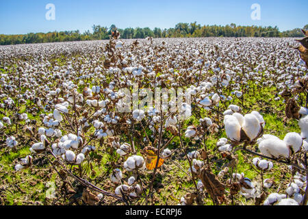 Campo di cotone nelle zone rurali di Virginia, Stati Uniti d'America Foto Stock