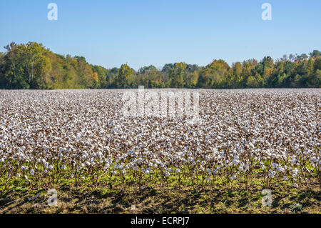 Campo di cotone nelle zone rurali di Virginia, Stati Uniti d'America Foto Stock