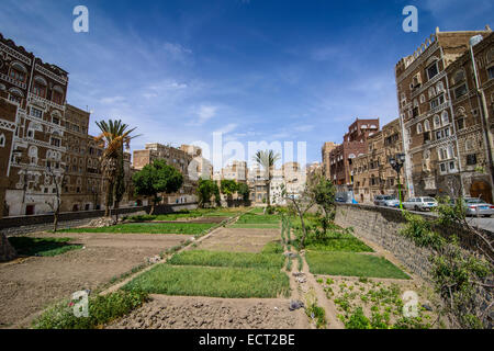 Tradizionali di vecchie case nella città vecchia di Sana'a, Sito Patrimonio Mondiale dell'UNESCO, Sana'a, Yemen Foto Stock