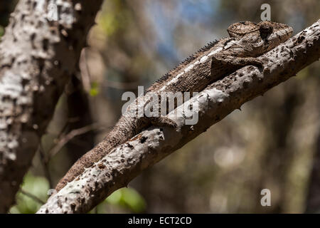 Oustalet's Chameleon o malgasce camaleonte gigante (Furcifer oustaleti), Zombitse Parco nazionale del Madagascar Foto Stock