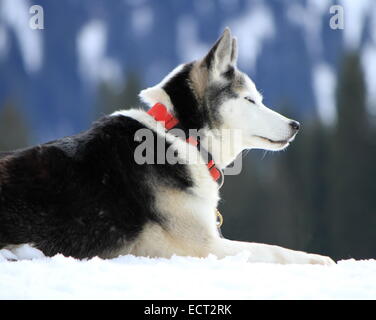 Siberian Husky cane rosso indossa collana seduti sulla neve di riposo dopo la gara Foto Stock