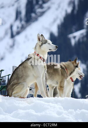 Siberian Husky cani indossando collana rossa seduta sulla neve di riposo dopo la gara Foto Stock