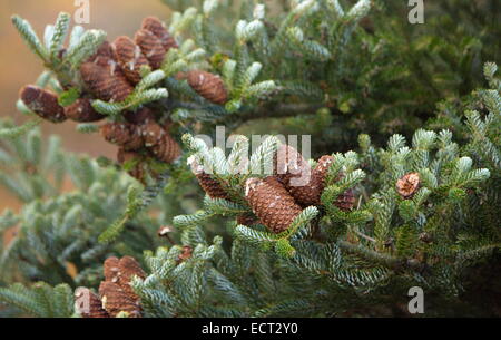 Il coreano Fir (Abies koreana) close up sulle rocche Foto Stock