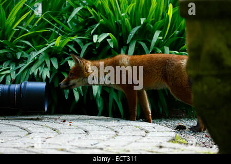 Curioso Fox Cub guardando verso la lente della fotocamera di Wildlife fotografo Brian Sedgbeer una volta in un tempo di vita di esperienza Foto Stock