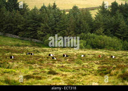 Una mandria di Black & White Belted Galloway il pascolo di bestiame su Dartmoor, in tra le lamelle di erica e ginestre, abeti dietro Foto Stock