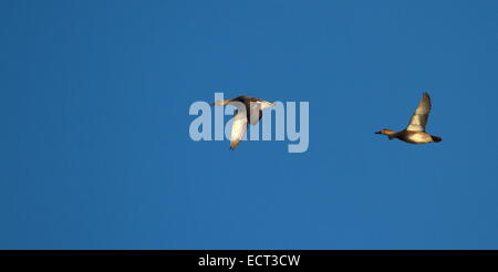 Due anatre pochard battenti nel profondo blu del cielo di tramonto Foto Stock