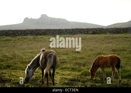 Cavalli selvaggi sul robusto della campagna di Dartmoor, lande è granito con tori & mura costruite in tempi antichi Haytor dietro Foto Stock