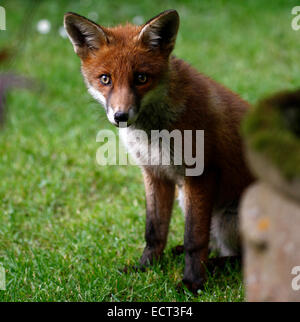 Curioso Fox Cub, quadrato immagine della testa di un Britannico red fox bello colore un aspetto sano e rilassato Foto Stock