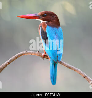 Bella Kingfisher bird, bianco-throated Kingfisher (Halcyon smyrnensis), in piedi su un ramo, profilo posteriore Foto Stock