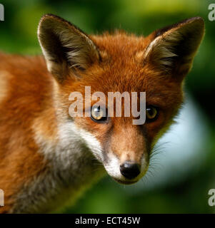 Curioso Fox Cub, quadrato immagine della testa di un Britannico red fox bello colore un aspetto sano e rilassato Foto Stock