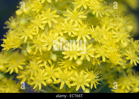 Tree Semprevivo - Aeonium arboreum var. rubrolineatum nativa delle Isole Canarie & pianta coltivata Foto Stock