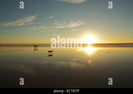 Gli scuotipaglia e il cane a camminare sulla spiaggia vuota durante la serata autunnale, Monknash beach, Patrimonio Costa, Vale of Glamorgan, South Wales, Regno Unito e Unione europea Foto Stock