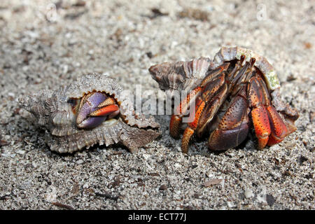 Caraibi Granchio eremita variabilis clypeatus Foto Stock