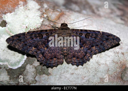 La Strega nera falena Ascalapha odorata scattata di notte in Belize Botanic Gardens Foto Stock