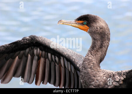 Neotropic cormorano Phalacrocorax brasilianus ali di essiccazione Foto Stock