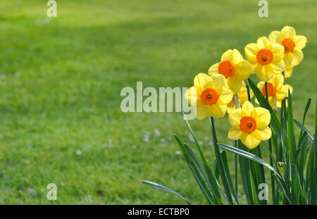 Bouquet di Yellow Daffodils con cuore arancione su sfondo di erba Foto Stock