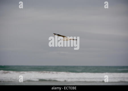 Seagull volando sopra la spiaggia su nuvoloso giorno di autunno Foto Stock