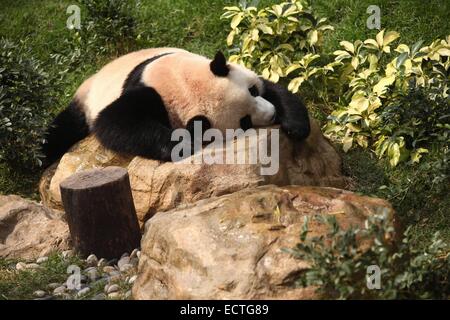 (141219) -- MACAO, Dic 19, 2014 (Xinhua) -- In questo file foto scattata nel Febbraio 4, 2011, femmina panda Xin Xin prende un riposo nel sud della Cina di Macao. È morto di insufficienza renale acuta e disturbi correlati a giugno 22, 2014. Xin Xin, lungo con Kai Kai, un panda maschio, sono stati presentati dal governo centrale cinese a Macao come un regalo per il decimo anniversario della regione amministrativa speciale di Macao (SAR) nel 2009. Il governo centrale cinese conferirà un'altra coppia di panda giganti a Macao, Presidente Xi Jinping detto qui venerdì durante il suo incontro con Chui Sai On, chief executive di Macao Foto Stock