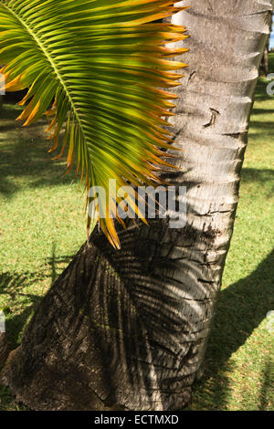Maurizio, Flic en Flac, La Pirogue Hotel, giardino, ombra di foglia di palma di cocco sul tronco di albero Foto Stock