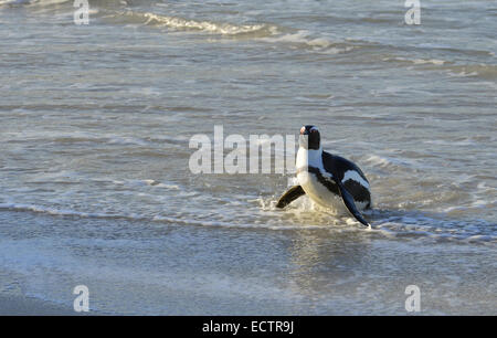 A piedi pinguino africano (Spheniscus demersus) sulla spiaggia. Sud Africa Foto Stock