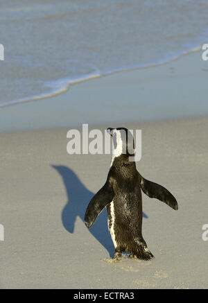 A piedi pinguino africano (Spheniscus demersus) sulla spiaggia. Sud Africa Foto Stock