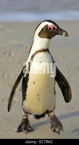 A piedi pinguino africano (Spheniscus demersus) sulla spiaggia. Sud Africa Foto Stock