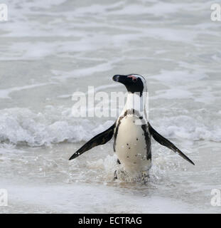 A piedi pinguino africano (Spheniscus demersus) sulla spiaggia. Sud Africa Foto Stock