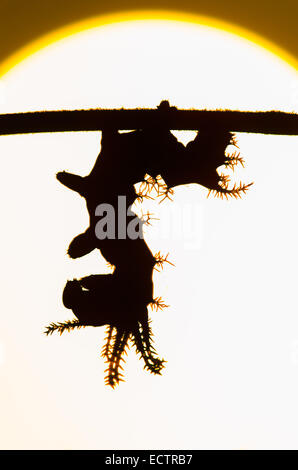 Regal Moth aka HIckory cornuto diavolo aka Royal Noce tarma 3 larva instar stagliano contro il sorgere del sole. Foto Stock
